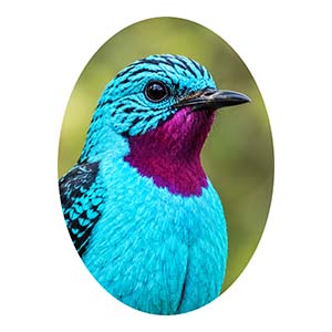 Spangled Cotinga Right Quarter View